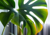 Tips on how to care for houseplants.